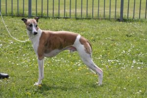 Kju ay's Apollo - Whippet