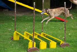 Know How of Oakhouse