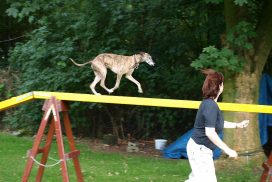 Know How of Oakhouse