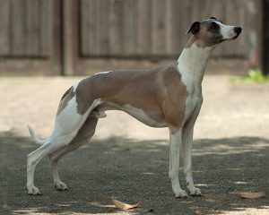 Koseilata’s Kilimanjaro Kedira - Whippet