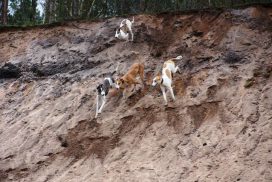 Magyar Agar an Düne