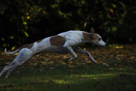 Magyar Agar Seitenportrait