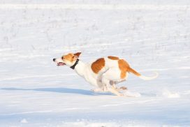 Magyar Agar im Schnee