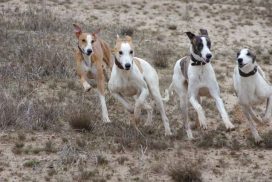 Magyar Agar spielend