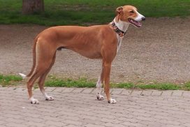 Magyarlazados Béla - Magyar Agár