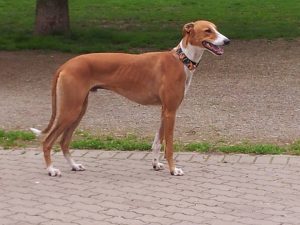 Magyarlazados Béla - Magyar Agár