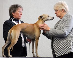 Montague High on Emotion - Whippet