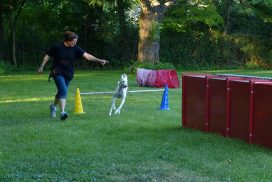 Nando beim Turnierhundesport