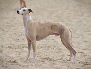 Nine Lives Light my Fire - Whippet