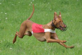 Pharaoh Hound
