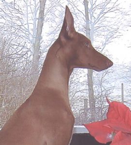 Pharaoh Hound