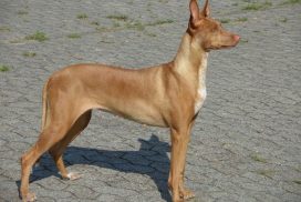 Pharaoh Hound