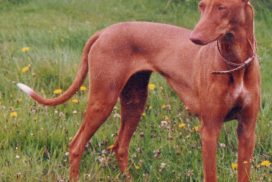Pharaoh Hound