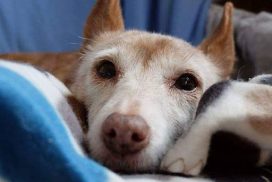 Podenco Andaluz Medio Rauhaar Hündin