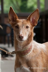 Podenco Andaluz Medio Rauhaar Hündin