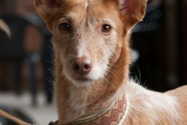Podenco Andaluz Medio Rauhaar Hündin