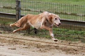 Podenco Andaluz Medio Rauhaar Hündin