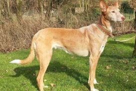 Podenco Andaluz Medio Rauhaar Hündin