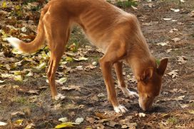 Podenco Andaluz Medio Rauhaar Hündin