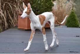 Podenco Ibicenco