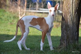 Podenco Ibicenco