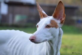 Podenco Ibicenco