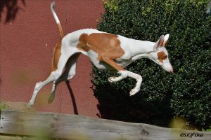 Podenco Ibicenco