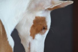 Podenco Ibicenco