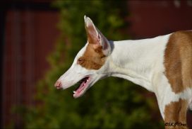 Podenco Ibicenco