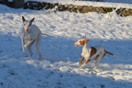 Podenco Ibicenco