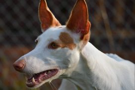Podenco Ibicenco