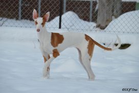 Podenco Ibicenco
