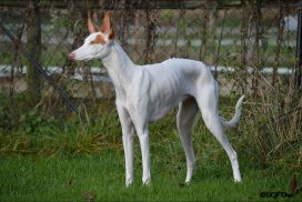 Podenco Ibicenco