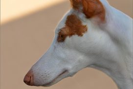 Podenco Ibicenco