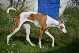 Podenco Ibicenco