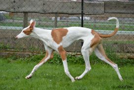 Podenco Ibicenco