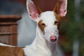 Podenco Ibicenco