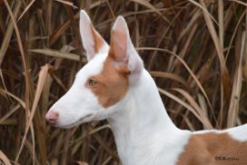 Podenco Ibicenco