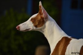 Podenco Ibicenco