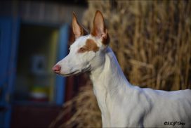 Podenco Ibicenco