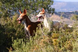 Podenco Ibicenco