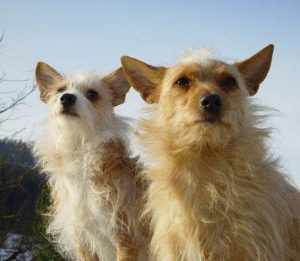 Podengo Portugues Rauhaar