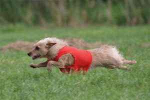 Podengo Portugues klein
