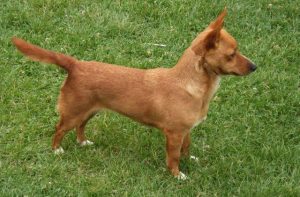 Podengo Portugues klein Kurzhaar