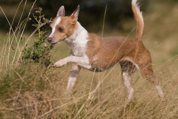 Podengo Portugues Pequeno im Freilauf