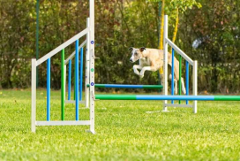 Whippet beim Agility