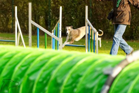 Whippet beim Agility