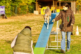 Whippet beim Agility