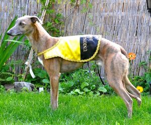 Racing King's Buddy - Whippet