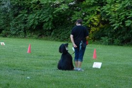 Afghanischer Windhund beim Rally Obedience